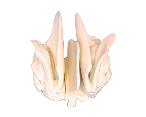 �Y�ǷŴ�ģ��